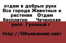 отдам в добрые руки - Все города Животные и растения » Отдам бесплатно   . Чеченская респ.,Грозный г.